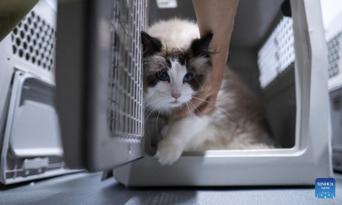 A passenger puts a pet cat in a transport case at Wuhan Railway Station in Wuhan, central China's Hubei Province, July 1, 2025. On the first day of this year's summer travel rush, some qualified domesticated cats and dogs boarded on bullet trains accompanying their owners in Wuhan on Tuesday, as the pilot pet consignment service on high-speed railways expanded its scope from June 20.

Each traveler is allowed to bring one healthy pet weighing no more than 15 kilograms and standing no taller than 40 centimeters at the shoulder, accompanied by a valid quarantine certificate, according to China State Railway Group Co., Ltd. (Xinhua/Wu Zhizun)