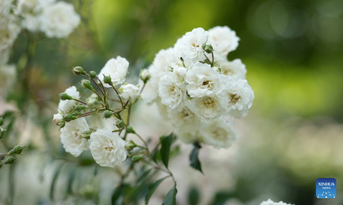 Roses bloom at a rosary of Skaryszewski Park in Warsaw, Poland on June 30, 2025. The rosary in the park has been brought back to its pre-war glory. Thanks to photos submitted by citizens, the city garden authority has been able to largely recreate the rose garden to its original 1920s state when there were some 5000 roses of around 80 varieties. (Photo by Jaap Arriens/Xinhua)
