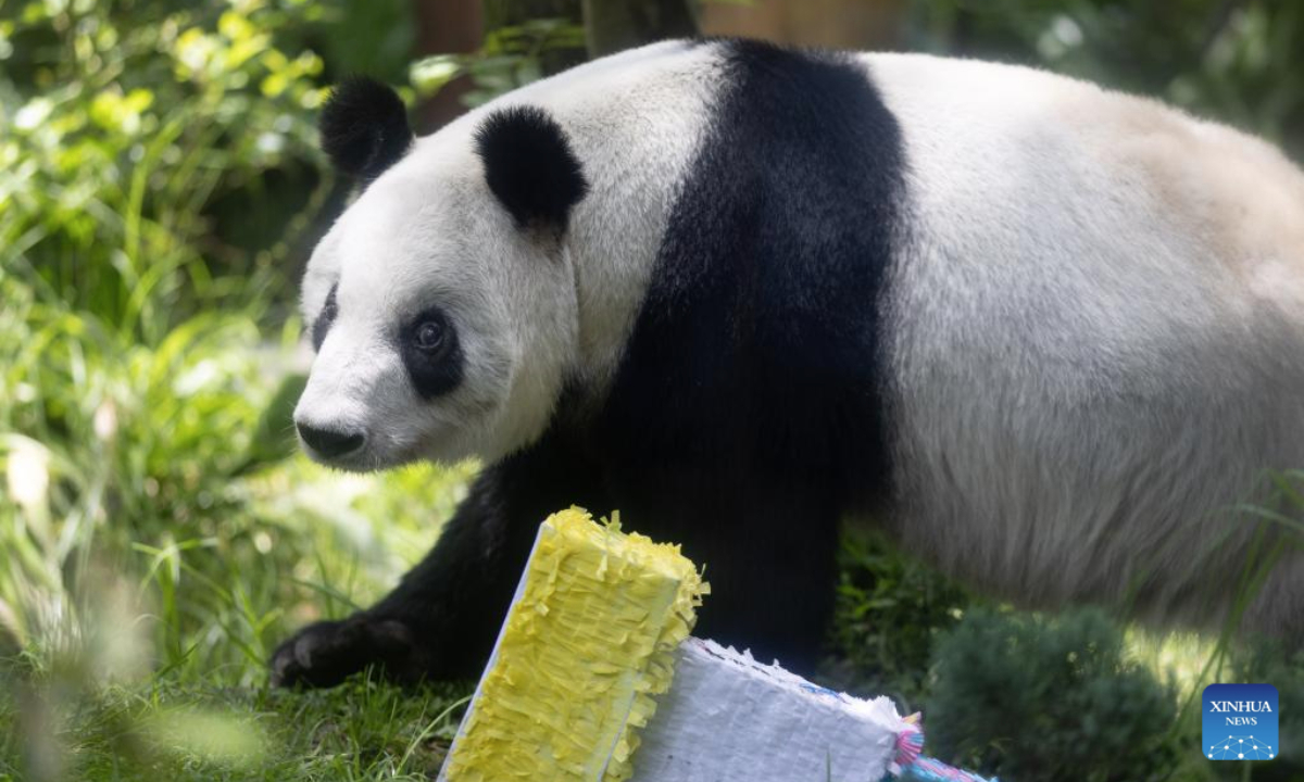 Giant panda Xin Xin enjoys her birthday party at Chapultepec Zoo in Mexico City, capital of Mexico, on June 29, 2025. The celebration for giant panda Xin Xin's 35th birthday was held here on Sunday. The festivities included a traditional lion dance, an exhibition of panda-themed artwork, and a birthday cake ceremony, which drew large crowds in a lively atmosphere.

In 1975, the Chinese government gifted two giant pandas, Ying Ying and Pe Pe, to the Mexican government. Their descendant, Xin Xin, was born in Mexico on July 1, 1990. (Xinhua/Li Mengxin)