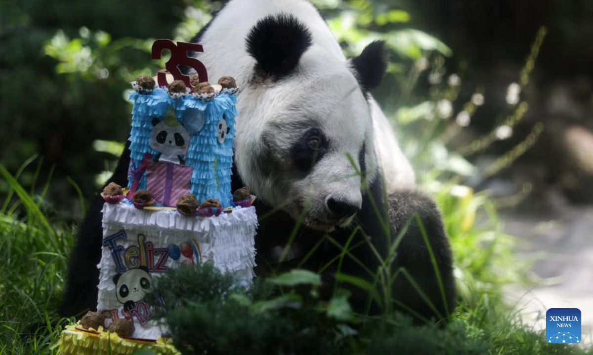 Giant panda Xin Xin is pictured sitting behind her symbolized birthday cake at Chapultepec Zoo in Mexico City, capital of Mexico, on June 29, 2025. The celebration for giant panda Xin Xin's 35th birthday was held here on Sunday. The festivities included a traditional lion dance, an exhibition of panda-themed artwork, and a birthday cake ceremony, which drew large crowds in a lively atmosphere.

In 1975, the Chinese government gifted two giant pandas, Ying Ying and Pe Pe, to the Mexican government. Their descendant, Xin Xin, was born in Mexico on July 1, 1990. (Photo by Francisco Canedo/Xinhua)