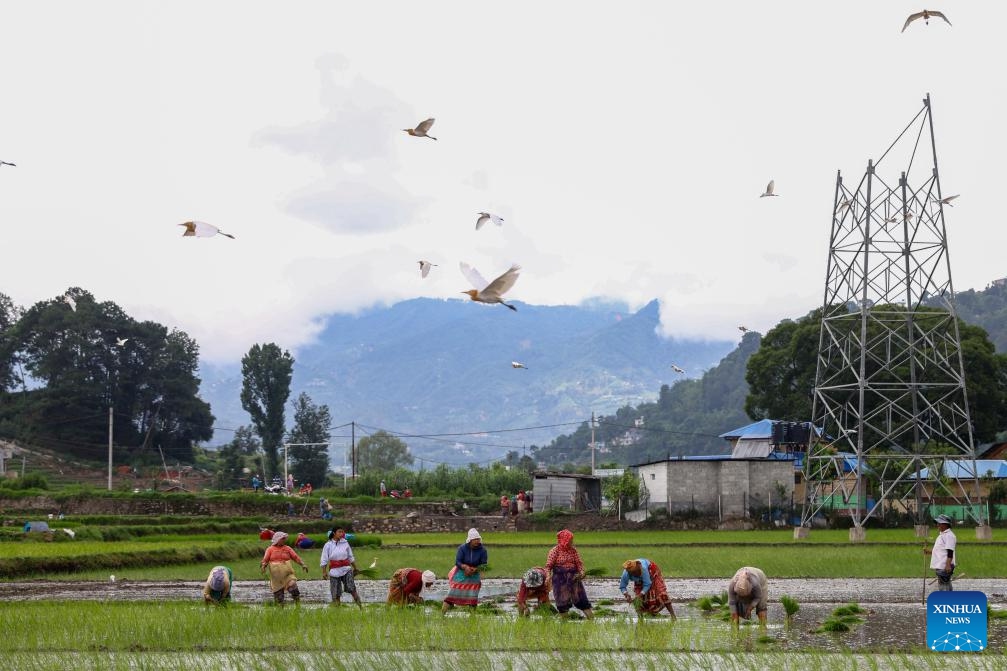 Farmers work in a paddy field on the occasion of National Paddy Day in Lalitpur, Nepal, June 29, 2025. The National Paddy Day marks the beginning of the paddy planting season in Nepal. (Photo: Xinhua)