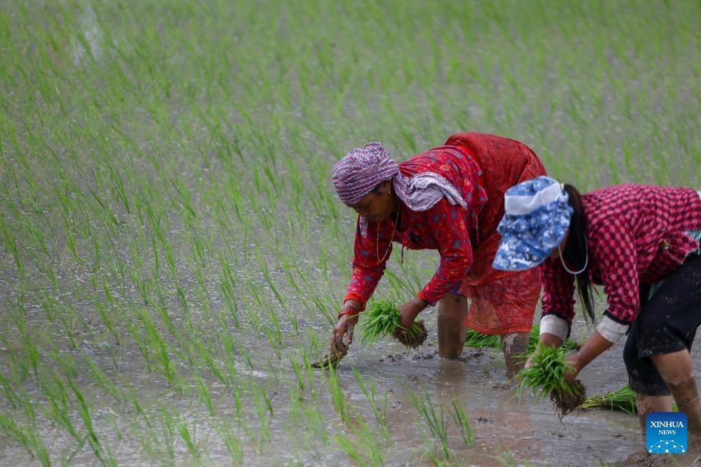 Farmers work in a paddy field on the occasion of National Paddy Day in Lalitpur, Nepal, June 29, 2025. The National Paddy Day marks the beginning of the paddy planting season in Nepal. (Photo: Xinhua)