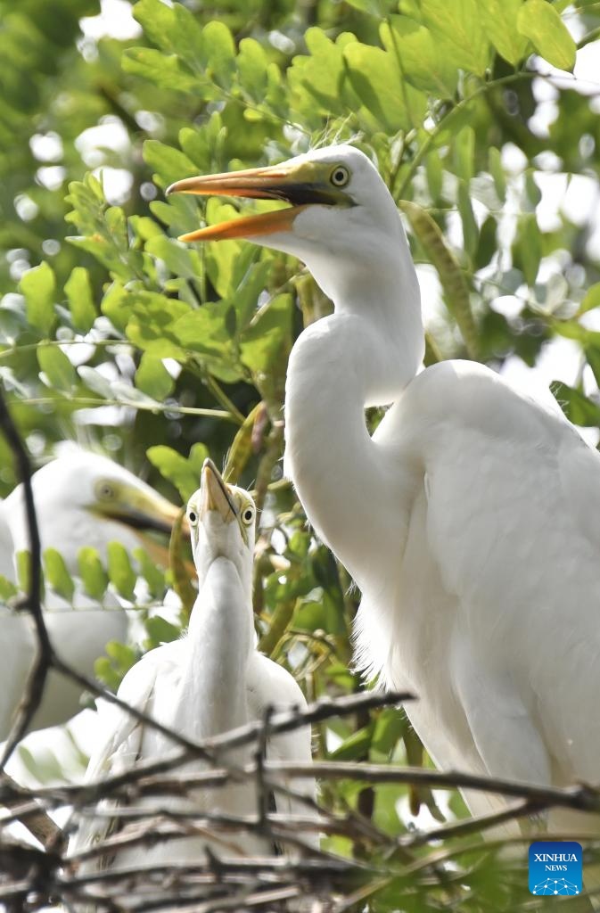 Egrets rest atop the treetop at Miyun Reservoir in Beijing, capital of China, July 2, 2025. The bird island in Miyun Reservoir is home to over a dozen bird species and sees nearly 2,000 chicks hatched annually, serving as a key breeding site for birds in northern China. (Xinhua/Li Xin)
