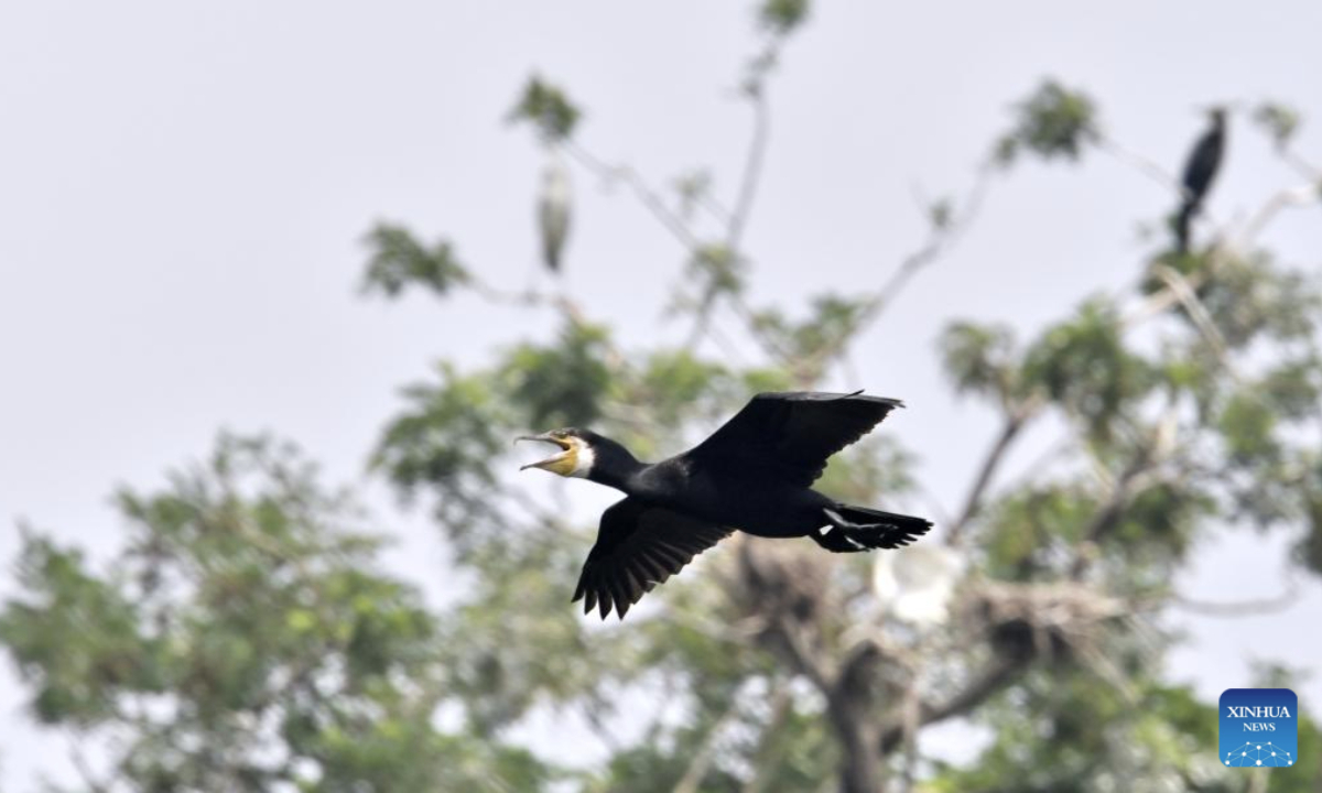A cormorant flies over the Miyun Reservoir in Beijing, capital of China, July 2, 2025. The bird island in Miyun Reservoir is home to over a dozen bird species and sees nearly 2,000 chicks hatched annually, serving as a key breeding site for birds in northern China. (Xinhua/Li Xin)
