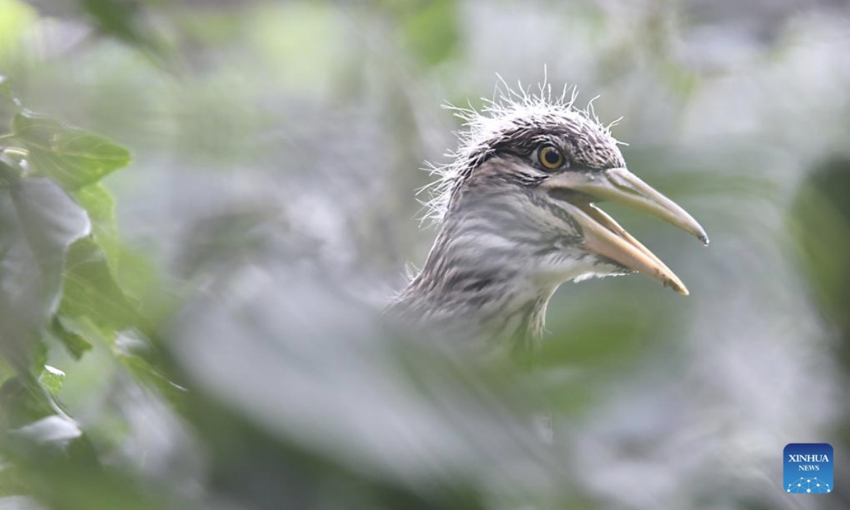 A chick rests atop the treetop at Miyun Reservoir in Beijing, capital of China, July 2, 2025. The bird island in Miyun Reservoir is home to over a dozen bird species and sees nearly 2,000 chicks hatched annually, serving as a key breeding site for birds in northern China. (Xinhua/Li Xin)