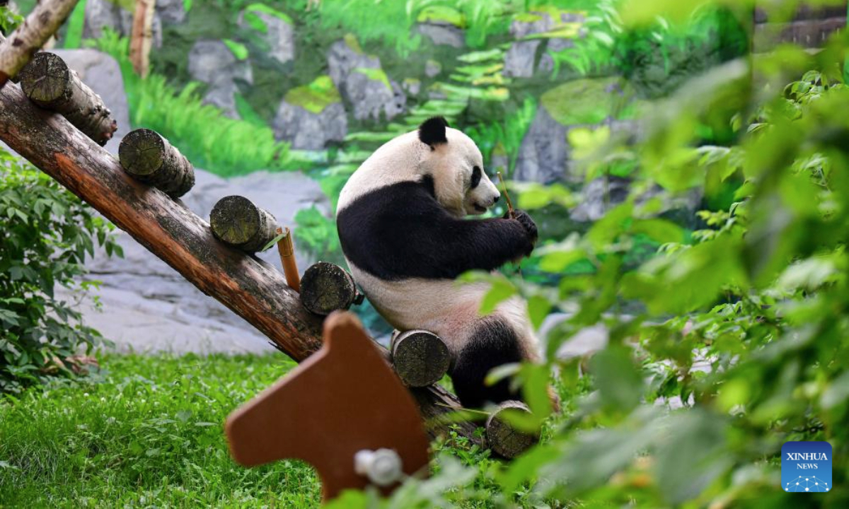 Giant panda Ru Yi eats bamboo at the Moscow Zoo in Moscow, Russia on July 31, 2025. The Moscow Zoo held an event to celebrate giant panda Ru Yi's birthday on Thursday. (Xinhua/Zhang Chaoqun)