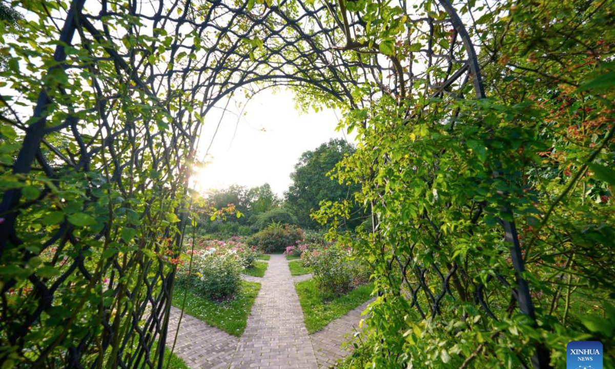 A vine-covered archway is seen at the botanic garden of University of Warsaw in Warsaw, Poland on July 16, 2025. (Photo by Jaap Arriens/Xinhua)