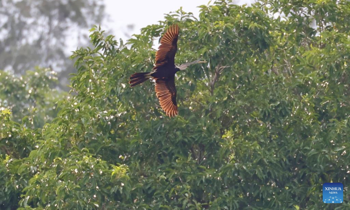 An Oriental Darter is pictured at Haiwei National Wetland Park in Changjiang Li Autonomous County, south China's Hainan Province, on July 11, 2025. An Oriental Darter (Anhinga melanogaster) has recently been observed for the first time in Hainan Province. The bird species is listed as near threatened on the IUCN Red List of Threatened Species and is extremely rare in China. (Photo by Xue Meili/Xinhua)
