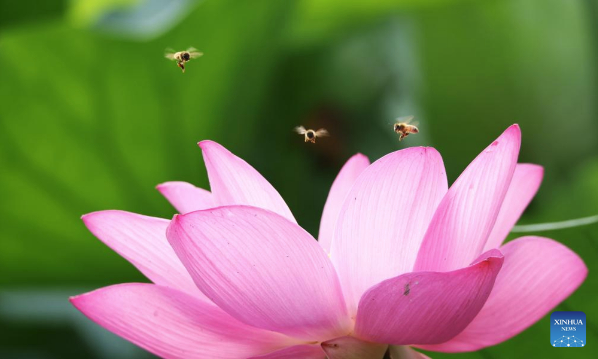 Bees fly over a lotus flower at a wetland park in Tancheng County, Linyi City of east China's Shandong Province, on July 22, 2025. The 12th of traditional Chinese 24 solar terms, Dashu, or The Great Heat, which means the hottest day in the summer, fell on July 22 this year. Lotus flowers are in full bloom in many places across China on the day. (Photo by Zhang Chunlei/Xinhua)
