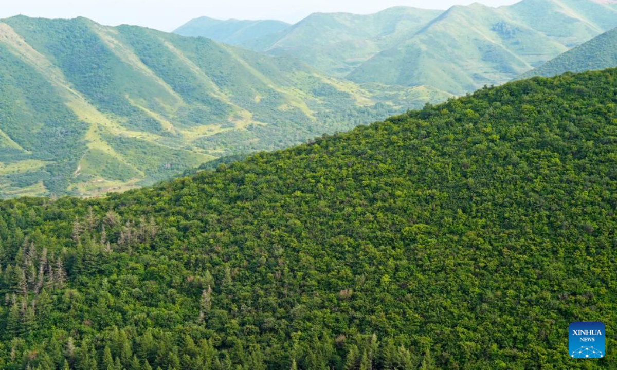 This photo taken on July 17, 2025 shows the Madong Mountain forest farm blanketed in lush green vegetation in Yuanzhou District of Guyuan City, northwest China's Ningxia Hui Autonomous Region. In recent years, Ningxia has leveraged major national ecological projects such as