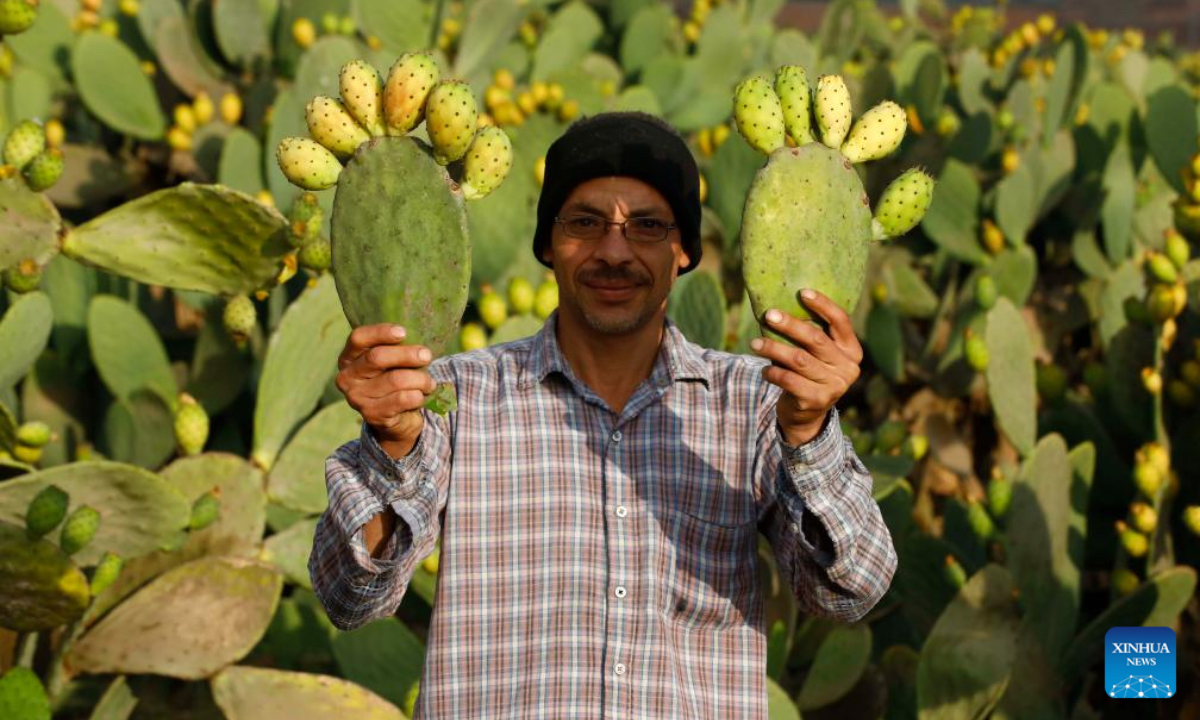 A farmer displays prickly pears at a farm in Qalyubia Governorate, Egypt, on July 11, 2025. (Xinhua/Ahmed Gomaa)