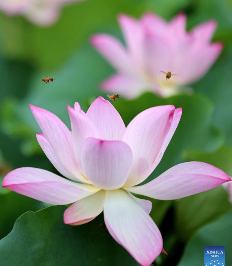 Lotus flowers are pictured at Longquan Square in Tengzhou, east China's Shandong Province, on July 22, 2025. The 12th of traditional Chinese 24 solar terms, Dashu, or The Great Heat, which means the hottest day in the summer, fell on July 22 this year. Lotus flowers are in full bloom in many places across China on the day. (Photo by Sun Yang/Xinhua)