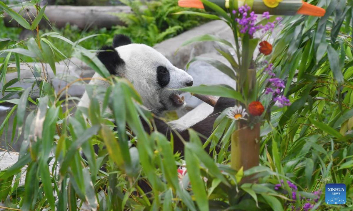 Giant panda Dingding eats by birthday decorations at the Moscow Zoo in Moscow, Russia, on July 30, 2025. The Moscow Zoo held an event to celebrate giant panda Dingding's eighth birthday on Wednesday. (Photo by Alexander Zemlianichenko Jr/Xinhua)