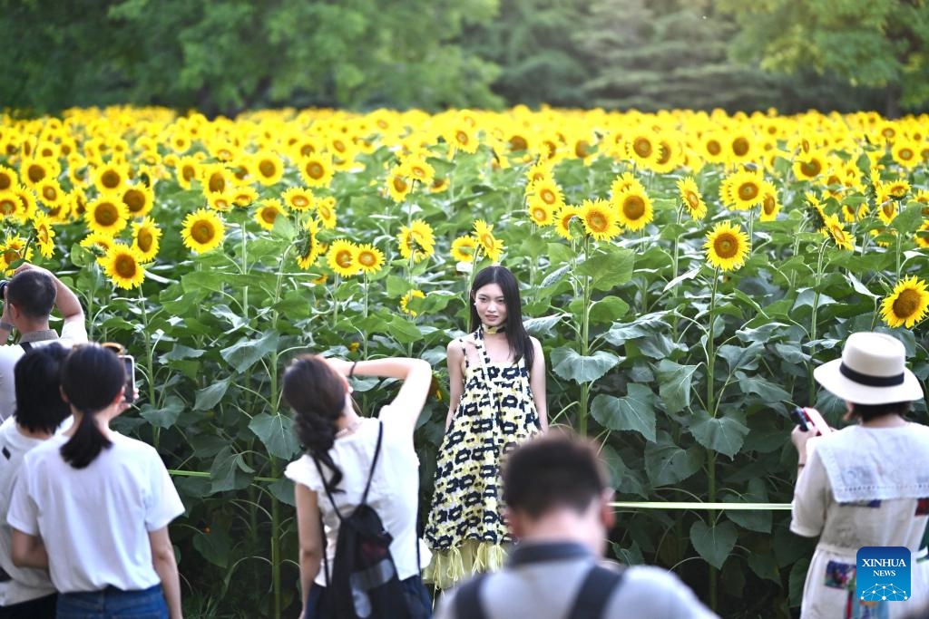 A tourist poses for photos with sunflowers at the Olympic Forest Park in Beijing, capital of China, July 5, 2025. The sunflowers here entered blooming season, attracting a good many tourists. (Photo: Xinhua)