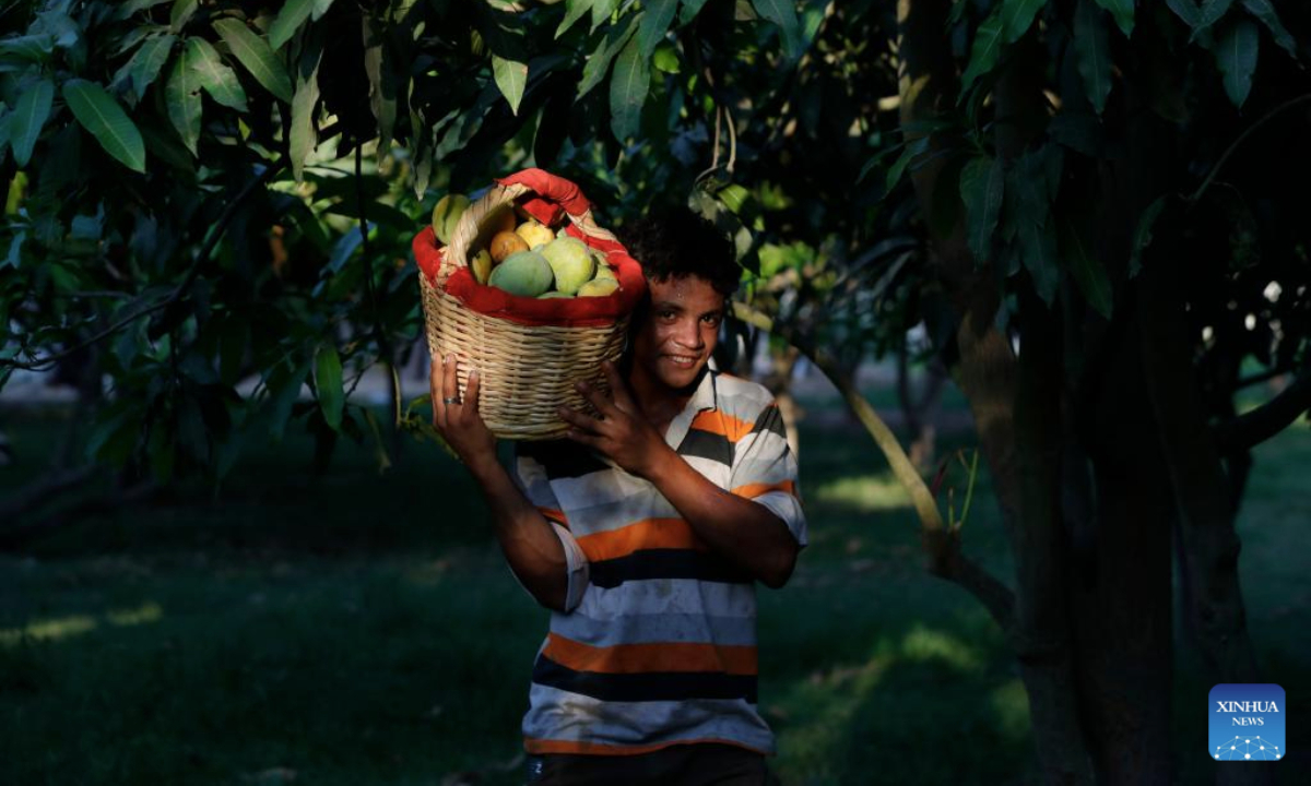 A farmer carries newly-harvested mangoes at a farm in Ismailia Governorate, Egypt, on July 22, 2025. Mangoes have entered harvest season in Egypt. (Xinhua/Ahmed Gomaa)
