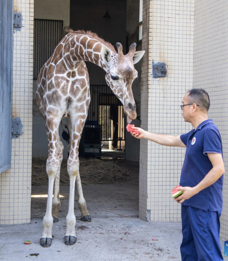 A breeder feeds a giraffe with iced watermelon at the Chongqing Zoo in southwest China's Chongqing Municipality, July 16, 2025. As the high temperature continues in Chongqing, the Chongqing Zoo has taken various measures to help animals beat the summer heat, including offering ice baths, providing air conditioning, and feeding animals with iced treats, all to ensure their safety and comfort throughout the season. (Xinhua/Tang Yi)