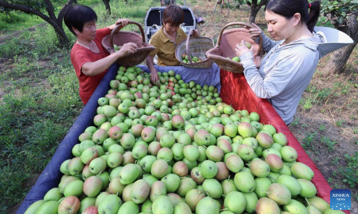 Farmers load newly-picked pears onto a truck in Zhaoxian County, north China's Hebei Province, July 8, 2025. In recent years, Zhaoxian County has actively guided fruit farmers to develop pear cultivation, so as to promote farmers' income and rural revitalization. (Xinhua/Yang Shiyao)