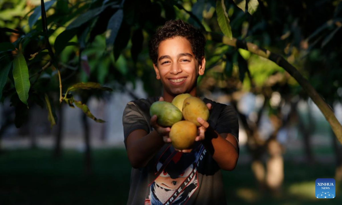 A farmer shows newly-harvested mangoes at a farm in Ismailia Governorate, Egypt, on July 22, 2025. Mangoes have entered harvest season in Egypt. (Xinhua/Ahmed Gomaa)