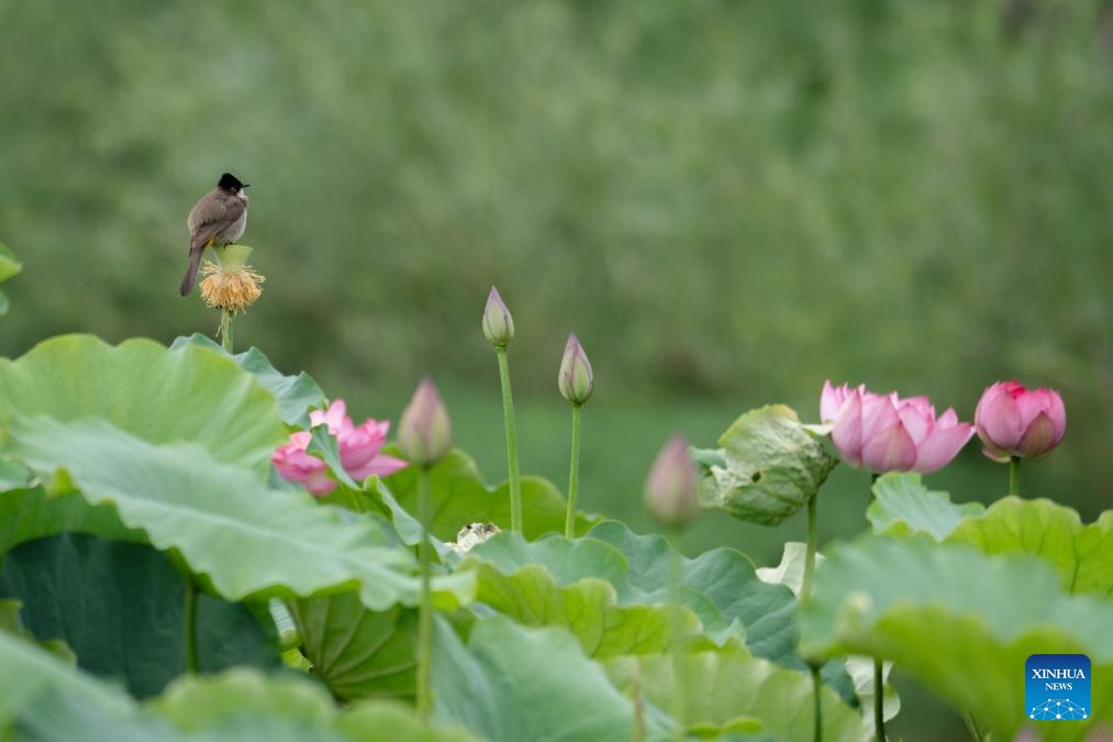 A bird is pictured in a lotus pond in Eryuan County, southwest China's Yunnan Province, July 5, 2025. (Photo: Xinhua)