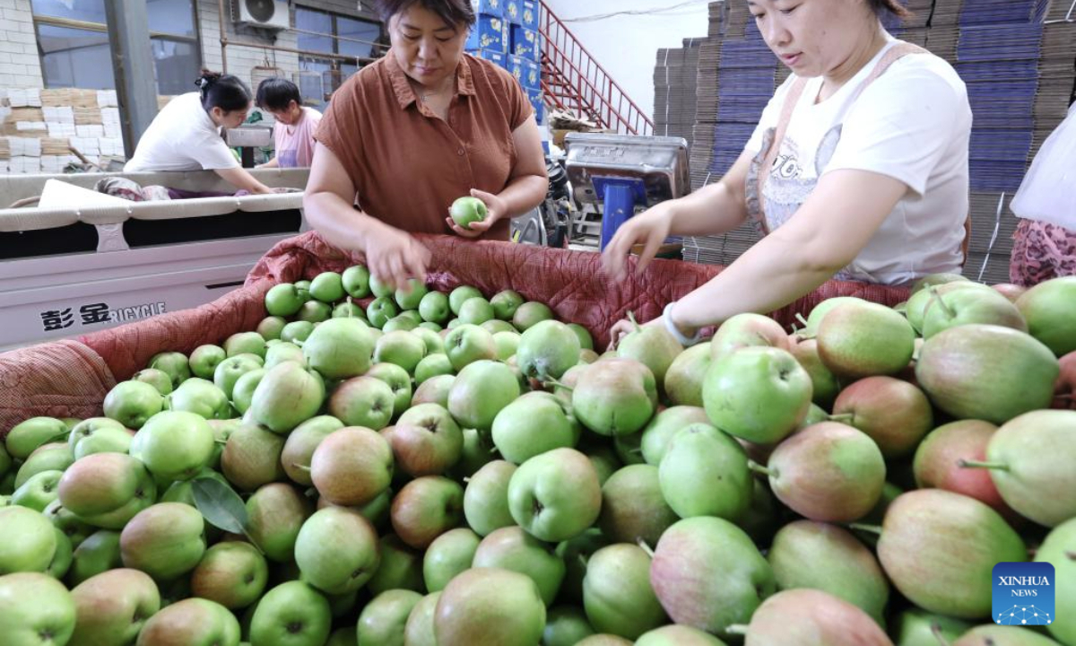 Villagers select pears at a collection station in Zhaoxian County, north China's Hebei Province, July 8, 2025. In recent years, Zhaoxian County has actively guided fruit farmers to develop pear cultivation, so as to promote farmers' income and rural revitalization. (Xinhua/Yang Shiyao)