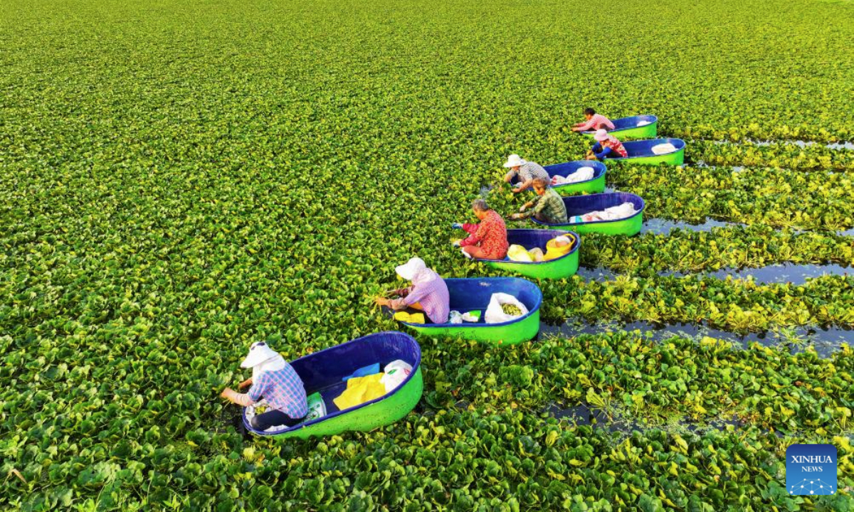 An aerial drone photo taken on July 18, 2025 shows villagers picking water chestnuts in Taizhou, east China's Jiangsu Province. (Photo by Gu Jihong/Xinhua)