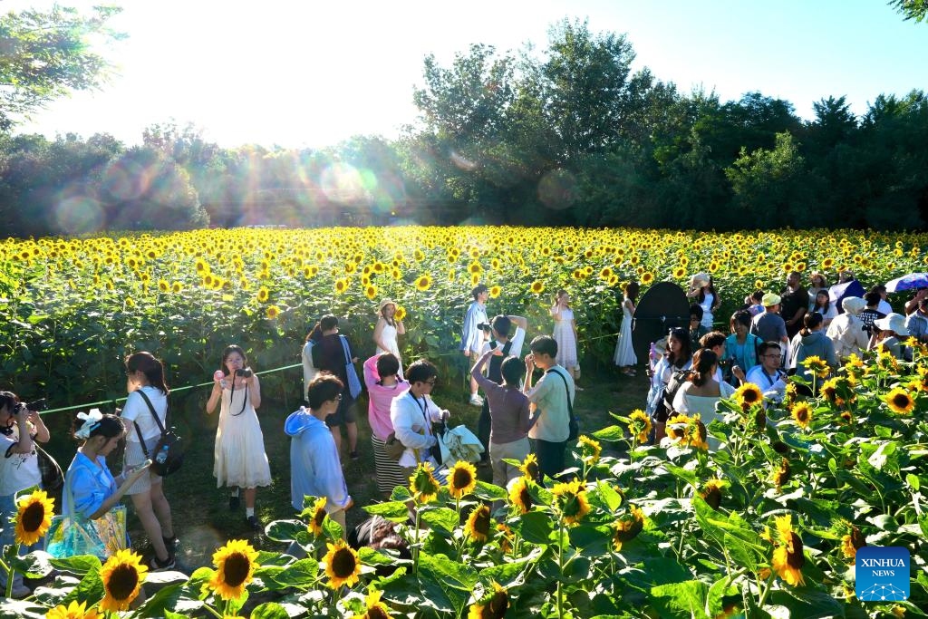 Tourists visit a sunflower field at the Olympic Forest Park in Beijing, capital of China, July 5, 2025. The sunflowers here entered blooming season, attracting a good many tourists. (Photo: Xinhua)