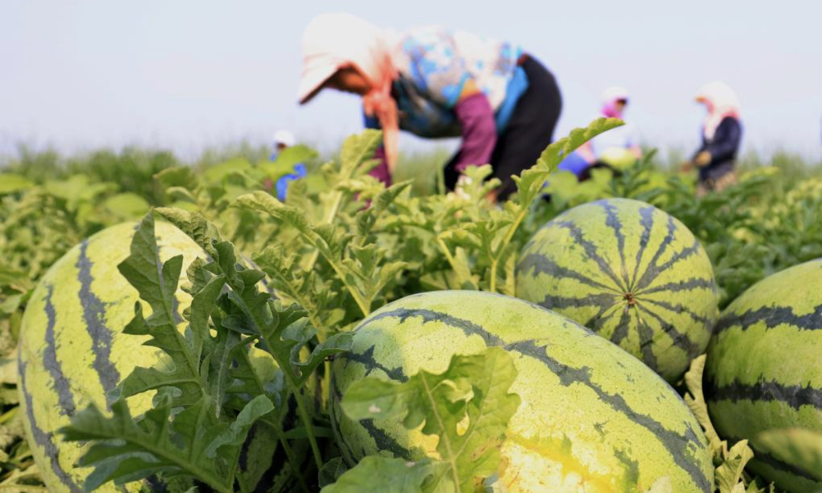 Farmers harvest watermelons in a field in Dawuzhuanghu Village of Dongtianzhuang Town in Fengnan District, Tangshan City, north China's Hebei Province, July 9, 2025. In recent years, Fengnan District of Tangshan has guided local villages to cultivate specialty crops such as potatoes, watermelons, and tomatoes based on local conditions. This initiative aims to transform traditional agriculture into specialized and high-efficiency agriculture, enhancing agricultural productivity and increasing farmers' income, thereby contributing to rural revitalization. (Xinhua/Yang Shiyao)