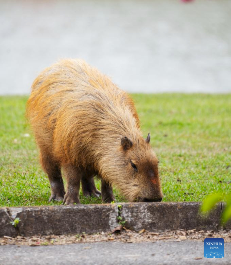 A capybara forages along the riverside in Sao Paulo, Brazil, July 24, 2025. Capybara, the world's largest rodent, grows over 1 meter long as an adult. Despite its size, capybara is remarkably easygoing. (Xinhua/Xu Yongzheng)