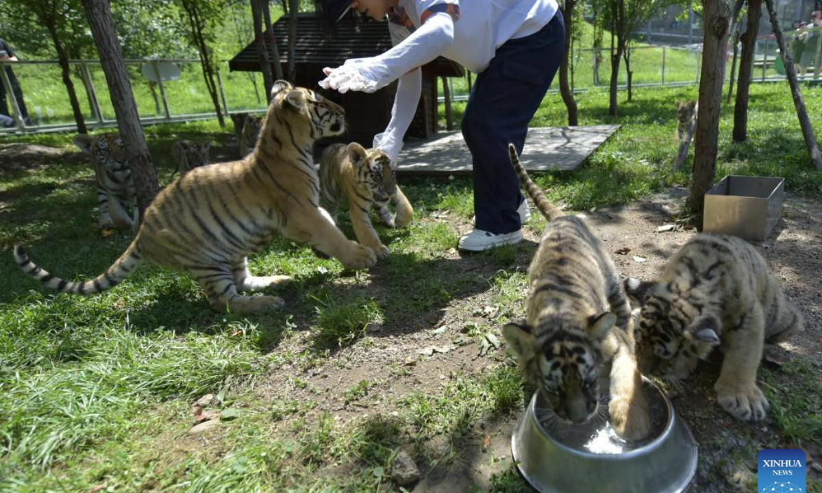 Siberian tiger cubs are taken care of at the Hengdaohezi Siberian Tiger Park in Mudanjiang, northeast China's Heilongjiang Province, July 28, 2025. A total of 40 Siberian tiger cubs have been born at the park since March. (Photo by Zhang Chunxiang/Xinhua)