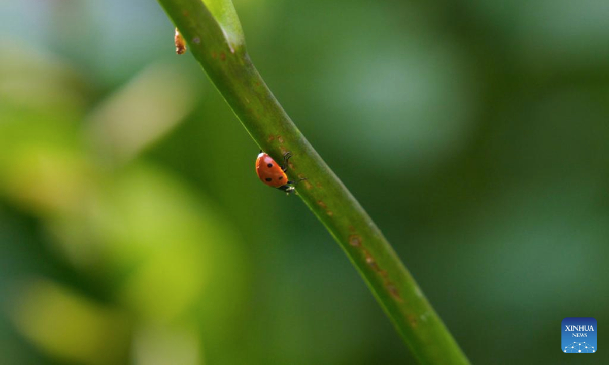 A ladybug is seen on a flower stem at the botanic garden of University of Warsaw in Warsaw, Poland on July 16, 2025. (Photo by Jaap Arriens/Xinhua)