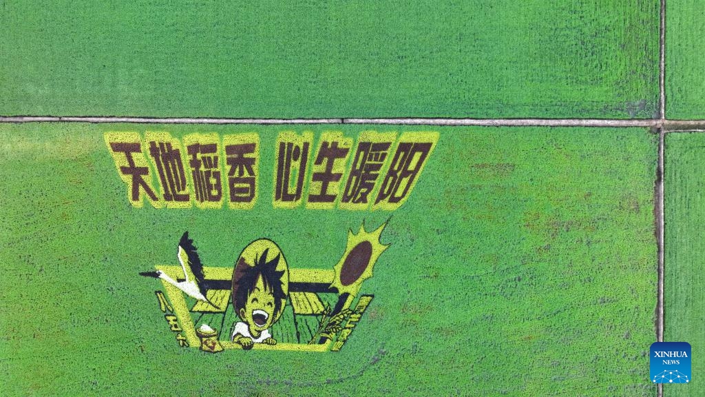 An aerial drone photo taken on July 5, 2025 shows a view of a modern agricultural sightseeing park under the Beidahuang Group in Hulin City in northeast China's Heilongjiang Province. At present, in the rice producing areas of Heilongjiang Province, various magnificent rice field pictures drawn by different varieties of rice are unfolding on the vast black soil. (Photo: Xinhua)