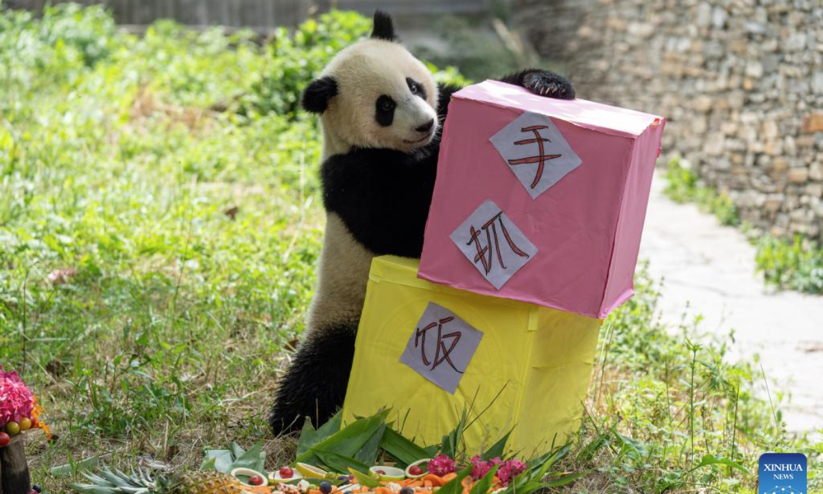 A cub of giant panda Cancan plays at the Shenshuping giant panda base of Wolong National Nature Reserve in southwest China's Sichuan Province, July 17, 2025. A giant panda birthday season event, hosted by the China Conservation and Research Center for Giant Panda, was held here on Thursday. The much-anticipated giant pandas, including Fubao and Xiao Qiji, met the public and enjoyed delicacies such as carrots, watermelons, etc. (Xinhua/Xue Chen)
