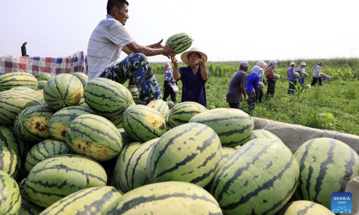 Farmers harvest watermelons in a field in Dawuzhuanghu Village of Dongtianzhuang Town in Fengnan District, Tangshan City, north China's Hebei Province, July 9, 2025. In recent years, Fengnan District of Tangshan has guided local villages to cultivate specialty crops such as potatoes, watermelons, and tomatoes based on local conditions. This initiative aims to transform traditional agriculture into specialized and high-efficiency agriculture, enhancing agricultural productivity and increasing farmers' income, thereby contributing to rural revitalization. (Xinhua/Yang Shiyao)
