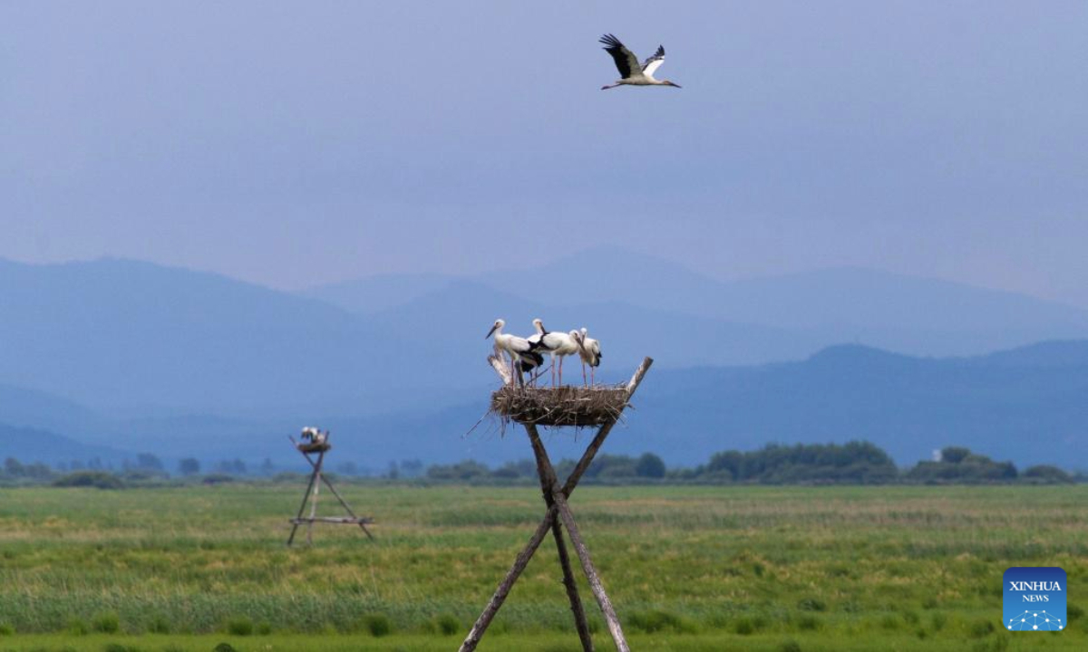 A drone photo taken on July 13, 2025 shows oriental white storks at Sanhuanpao National Nature Reserve, in Fujin City, northeast China's Heilongjiang Province. Midsummer is the typical fledging season for oriental white stork chicks, which will later leave their parents.

The bird species is under first-class national protection in China. Every spring, the birds migrate from the middle and lower reaches of the Yangtze River back to their breeding habitats in northeast China. (Photo by Qu Yubao/Xinhua)