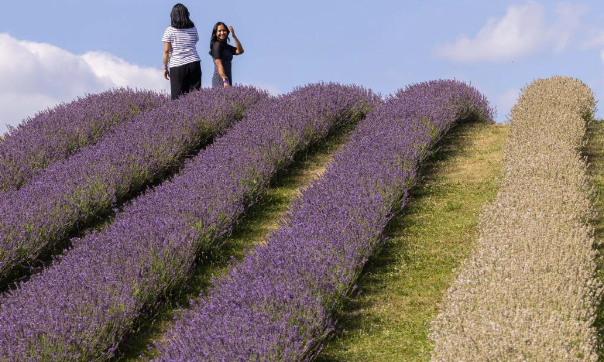 Visitors take photos among lavender blossoms at a lavender field in Milton, Ontario, Canada, on July 22, 2025. (Photo by Zou Zheng/Xinhua)