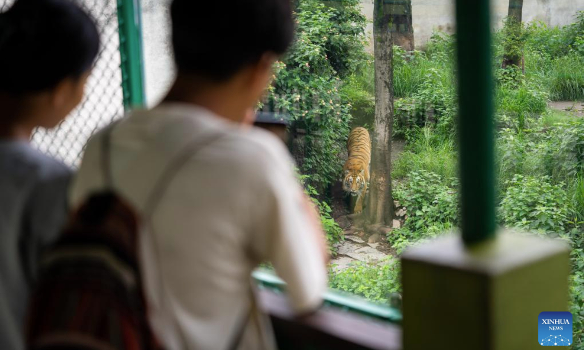 Visitors look at a tiger at the Central Zoo in Lalitpur, Nepal, July 29, 2025. Tuesday marks the 15th International Tiger Day. First established in 2010, the day is celebrated annually on July 29 to raise awareness of tiger conservation. (Photo by Hari Maharjan/Xinhua)