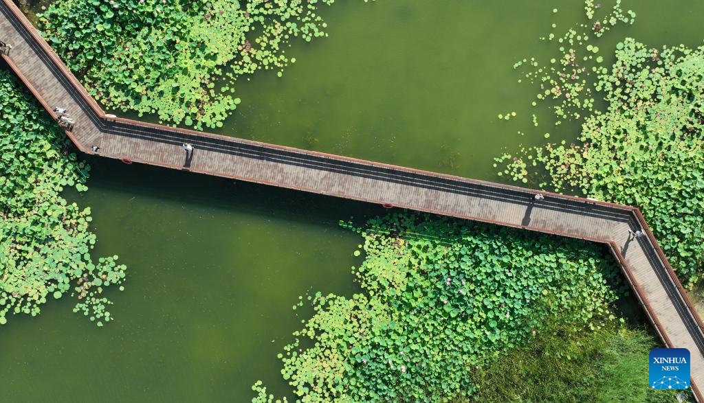 An aerial drone photo shows tourists viewing lotus flowers in Shijiazhuang, north China's Hebei Province, July 5, 2025. (Photo: Xinhua)