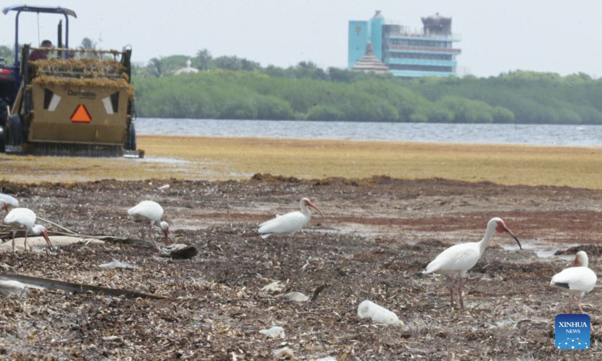 This photo taken on July 14, 2025 shows sargassum seaweed at a beach in Cancun, Quintana Roo state, Mexico.

Beaches around famed tourist destination Cancun are being inundated by sargassum, a brown seaweed. (Photo by Rodolfo Flores/Xinhua)