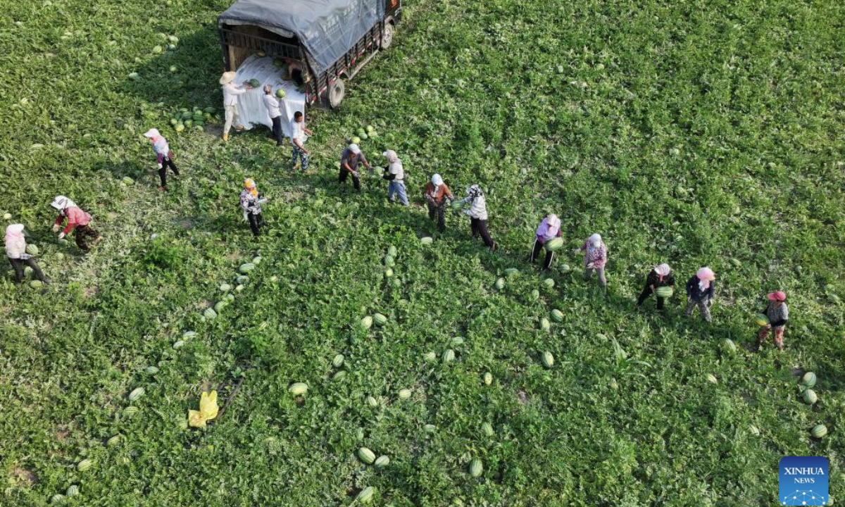 An aerial drone photo taken on July 9, 2025 shows farmers harvesting watermelons in a field in Dawuzhuanghu Village of Dongtianzhuang Town in Fengnan District, Tangshan City, north China's Hebei Province. In recent years, Fengnan District of Tangshan has guided local villages to cultivate specialty crops such as potatoes, watermelons, and tomatoes based on local conditions. This initiative aims to transform traditional agriculture into specialized and high-efficiency agriculture, enhancing agricultural productivity and increasing farmers' income, thereby contributing to rural revitalization. (Xinhua/Yang Shiyao)