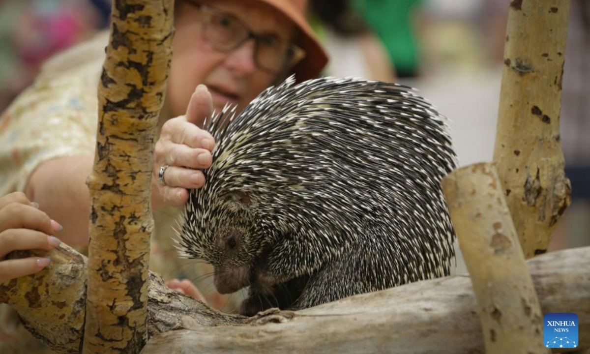 A woman touches a prehensile-tailed porcupine during the Wildlife Festival in Abbotsford, British Columbia, Canada, July 11, 2025. The three-day event kicked off Friday, showcasing exotic species from around the world. (Photo by Liang Sen/Xinhua)
