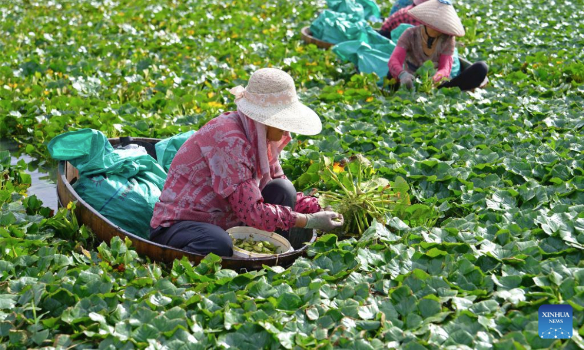 This photo taken on July 21, 2025 shows villagers picking water chestnuts in Haian, east China's Jiangsu Province. (Photo by Zhou Qiang/Xinhua)