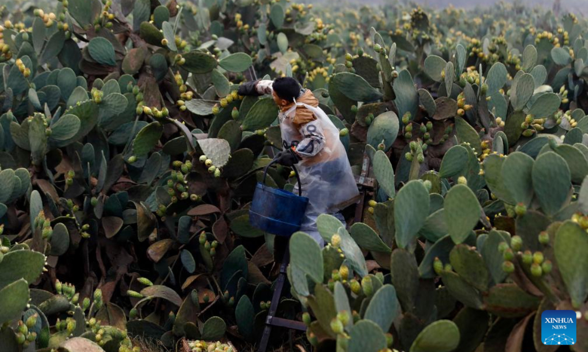 A farmer harvests prickly pears at a farm in Qalyubia Governorate, Egypt, on July 11, 2025. (Xinhua/Ahmed Gomaa)