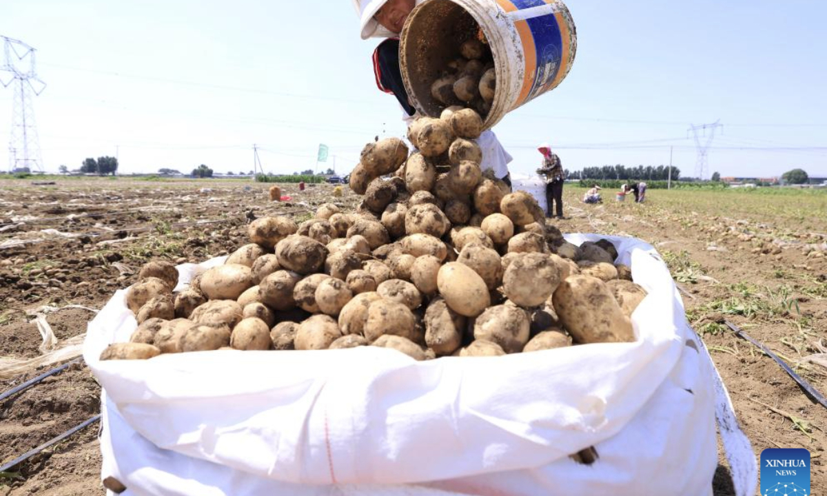 Farmers harvest potatoes in a field in Dalingzi Village of Daxinzhuang Town in Fengnan District, Tangshan City, north China's Hebei Province, July 9, 2025. In recent years, Fengnan District of Tangshan has guided local villages to cultivate specialty crops such as potatoes, watermelons, and tomatoes based on local conditions. This initiative aims to transform traditional agriculture into specialized and high-efficiency agriculture, enhancing agricultural productivity and increasing farmers' income, thereby contributing to rural revitalization. (Xinhua/Yang Shiyao)