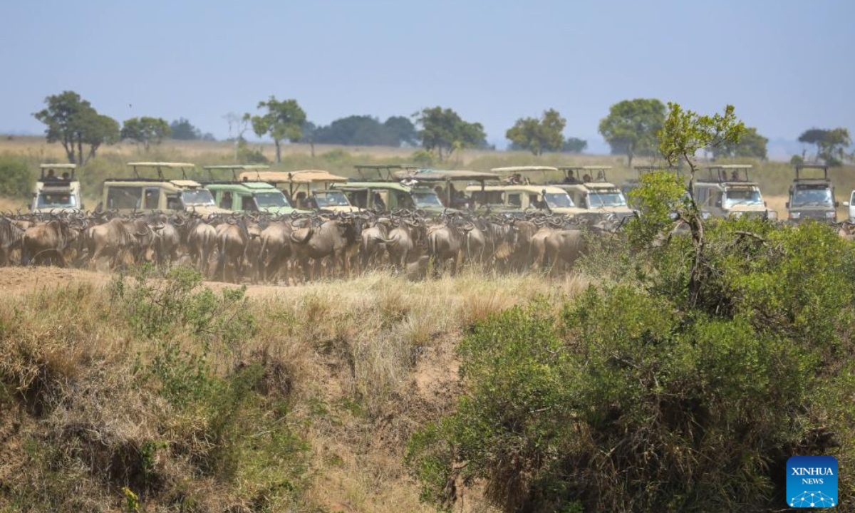 Tourists gather near the Mara River, waiting to witness the animals' crossing, in the Masai Mara National Reserve in Kenya, July 30, 2025. Tourists flock to the Masai Mara National Reserve during the country's peak tourism season from June to October to watch the wildebeest migration. (Xinhua/Han Xu)