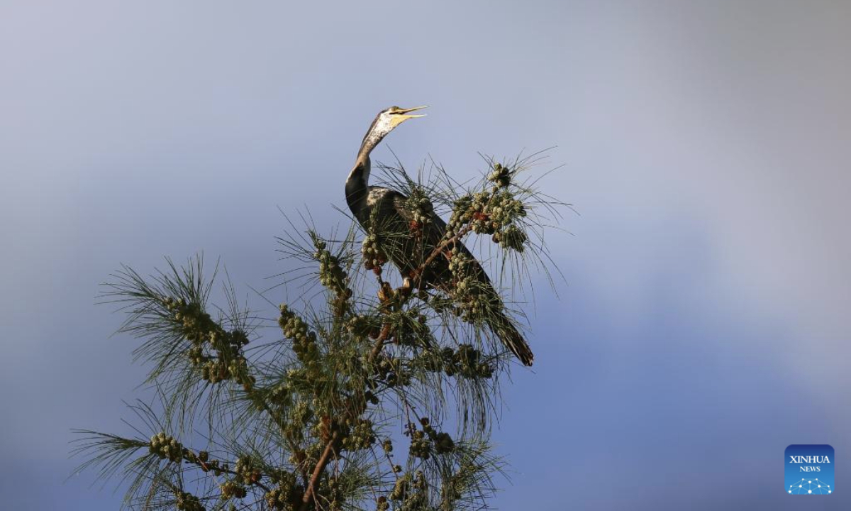 An Oriental Darter is pictured at Haiwei National Wetland Park in Changjiang Li Autonomous County, south China's Hainan Province, on July 12, 2025. An Oriental Darter (Anhinga melanogaster) has recently been observed for the first time in Hainan Province. The bird species is listed as near threatened on the IUCN Red List of Threatened Species and is extremely rare in China. (Photo by Xue Meili/Xinhua)