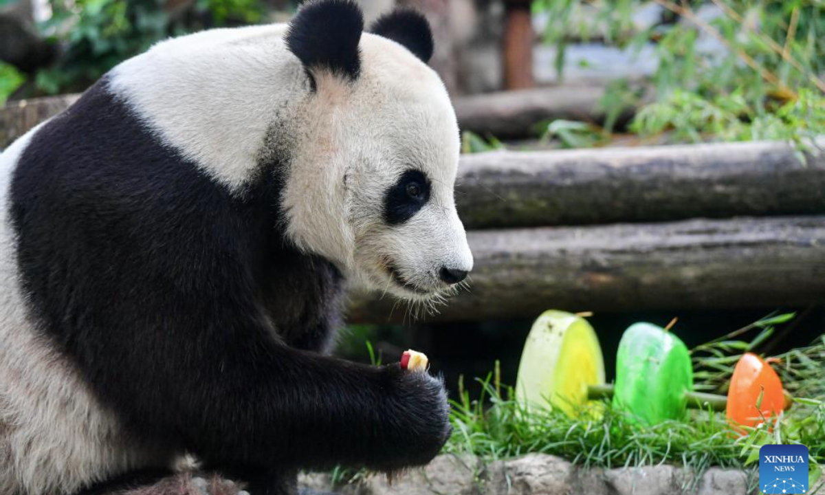 Giant panda Ru Yi eats food at the Moscow Zoo in Moscow, Russia on July 31, 2025. The Moscow Zoo held an event to celebrate giant panda Ru Yi's birthday on Thursday. (Xinhua/Zhang Chaoqun)