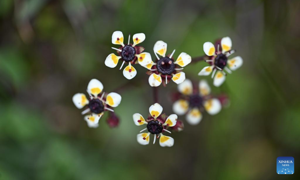 This photo taken on July 23, 2025 shows a Saxifraga melanocentra Franch. on Shika Snow Mountain scenic area in Shangri-la, the Deqen Tibetan Autonomous Prefecture, southwest China's Yunnan Province. Known as Plant Kingdom in China, Yunnan nurtures a wealth of rare alpine plants thanks to its unique geographical position, diverse landforms and complex climatic conditions. (Xinhua/Qin Qing)