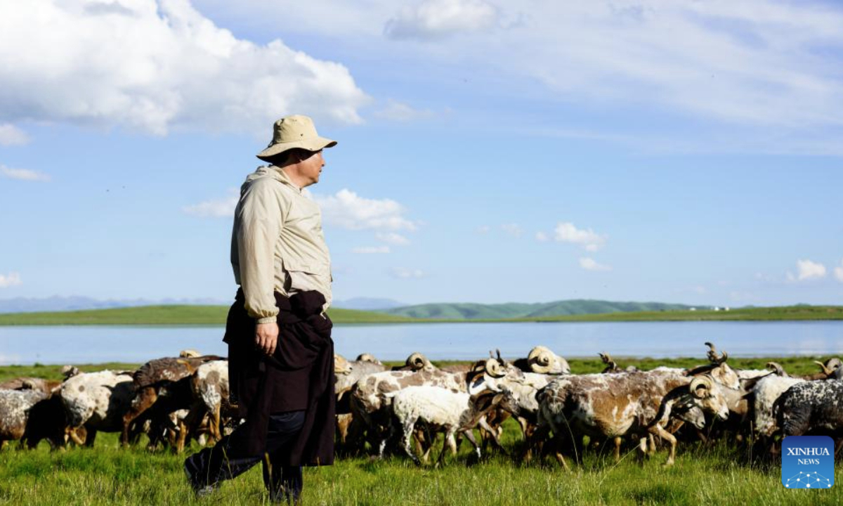 A herdsman looks after his flock on a grassland in Zeku County, Huangnan Tibetan Autonomous Prefecture, northwest China's Qinghai Province, July 30, 2025. (Xinhua/Wang Yan)