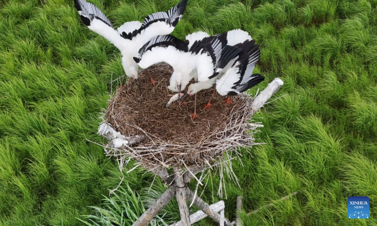 A drone photo taken on July 13, 2025 shows oriental white stork chicks feeding in an artificial nest at Sanhuanpao National Nature Reserve, in Fujin City, northeast China's Heilongjiang Province. Midsummer is the typical fledging season for oriental white stork chicks, which will later leave their parents.

The bird species is under first-class national protection in China. Every spring, the birds migrate from the middle and lower reaches of the Yangtze River back to their breeding habitats in northeast China. (Photo by Qu Yubao/Xinhua)