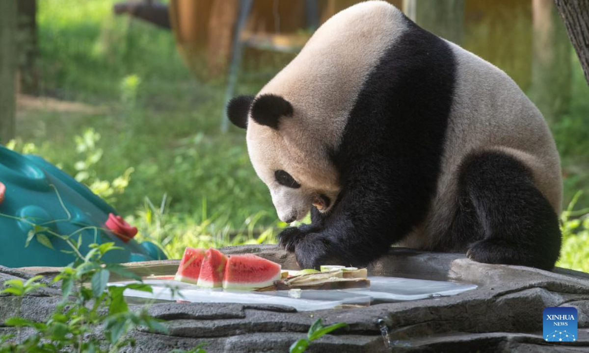 A giant panda enjoys iced watermelon at the Chongqing Zoo in southwest China's Chongqing Municipality, July 16, 2025. As the high temperature continues in Chongqing, the Chongqing Zoo has taken various measures to help animals beat the summer heat, including offering ice baths, providing air conditioning, and feeding animals with iced treats, all to ensure their safety and comfort throughout the season. (Xinhua/Tang Yi)
